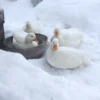 Harga bebek call duck, via Pinterest-Bing,com