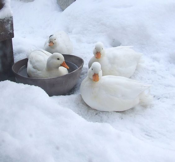Harga bebek call duck, via Pinterest-Bing,com